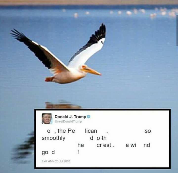 o, the pelican. so smoothly doth he crest. a wind god!